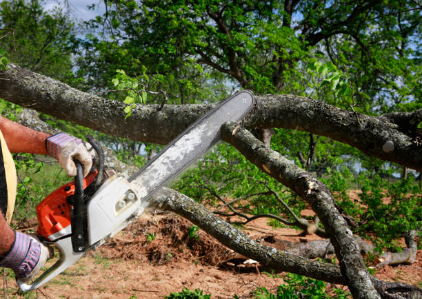 Reliable Maple Lake, MN  Tree Services Solutions